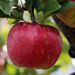 Apple GT6101 AUS