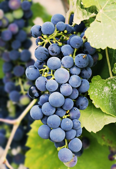 Grapes GT6102 Blue - Image 2