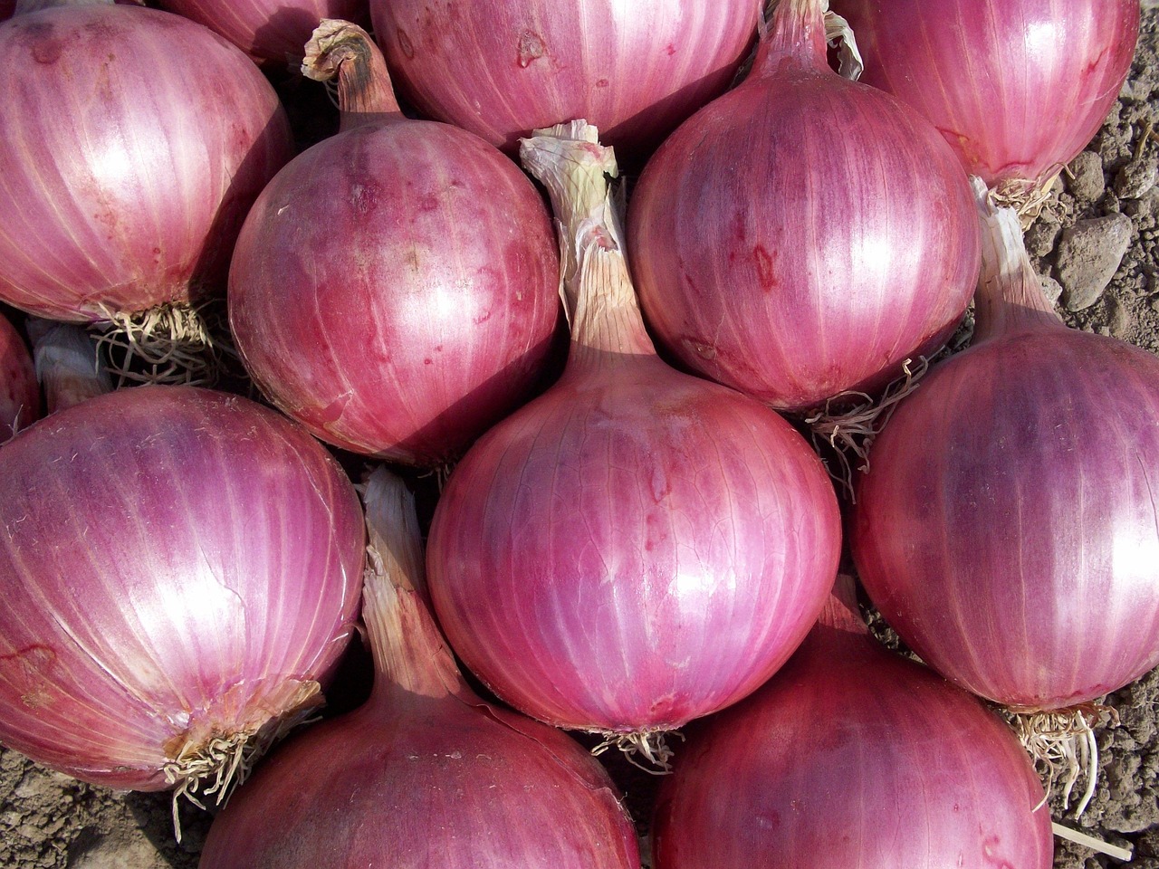 Onion GT6102 - Image 3